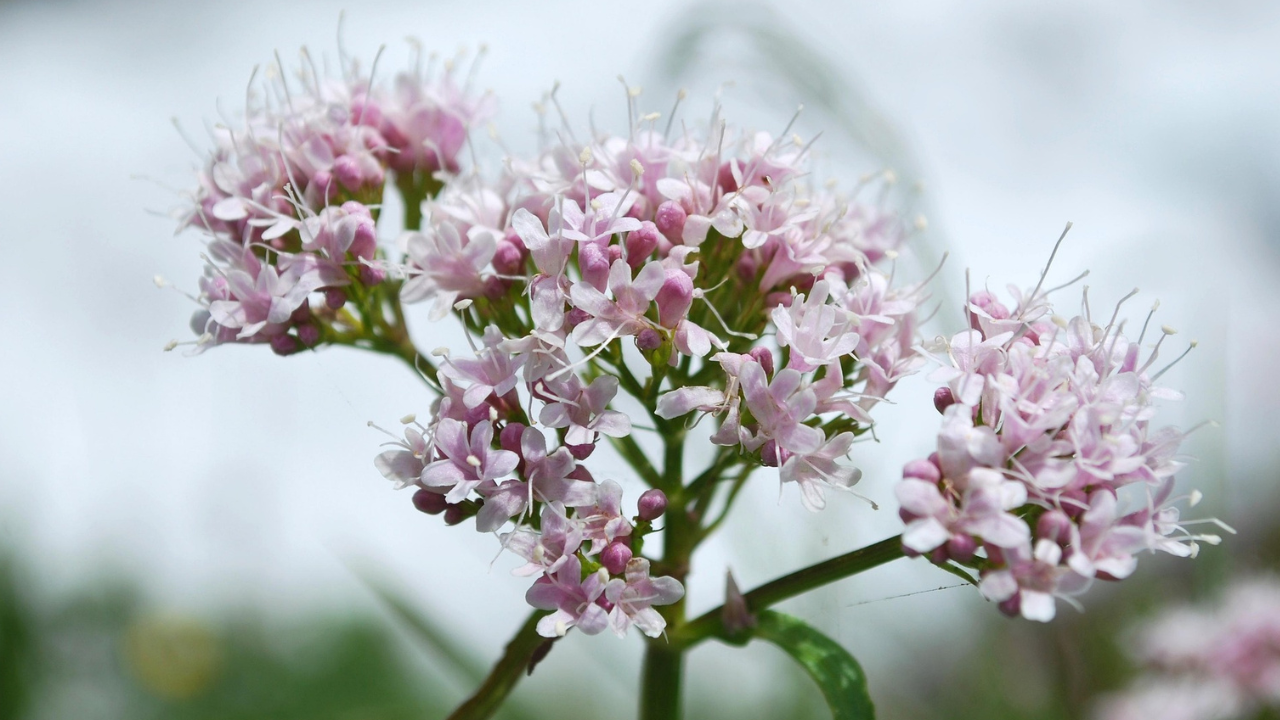 Orvosi macskagyökér 1